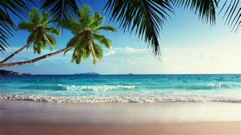 Tropical Background Hd
