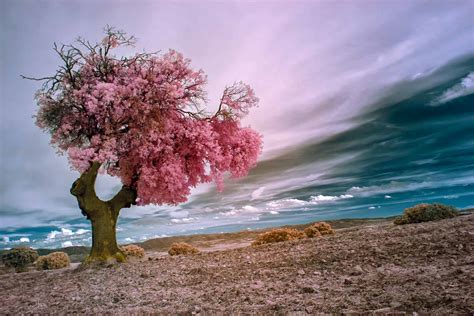 Learn How To Shoot Infrared Landscape Photography Photography Tips