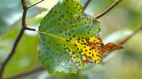 Tulippoppeltræer producerer en smuk blomst, der ligner en gul og grøn tulipan. Aspen Tree Fungus - Prevention & Control 720.248.0000