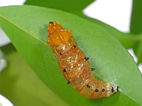Caterpillar Pupate On Green Leaf Isolated On Background Stock Photo
