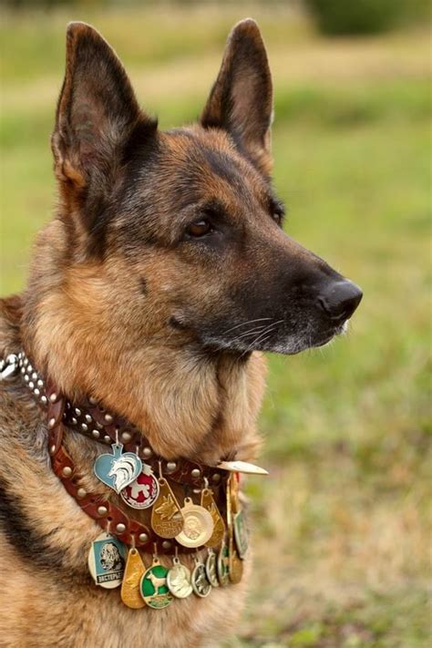 German Shepherd Hero 💙 💙 Military Working Dogs Military Dogs Police