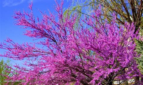 The flowering branches grow above the water surface with diamond shaped leaves. Photos of trees with purple flowers