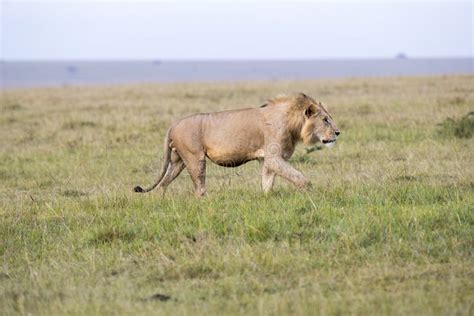 A Male Lion Walking Stock Image Image Of Male Beauty