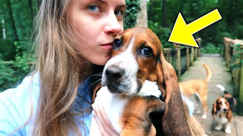 I Got A New Puppy Basset Hound Puppy Youtube