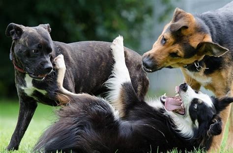 What Are Signs Of Dominance In Dogs