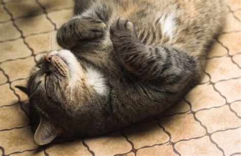 Do You Have A Lazy Cat Take Our Quiz To Find Out Catster