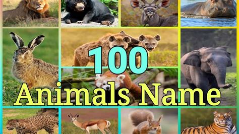 Learn 100 Animals Name In English For Preschool Learner List Of
