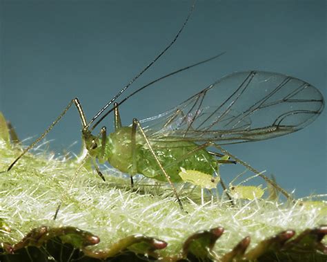 http://influentialpoints.com/Gallery/Aphids_on_berries_Rubus.htm
