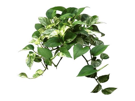 Maybe you would like to learn more about one of these? Pothos Plants - Tree | Transparent PNG Download #2077740 ...
