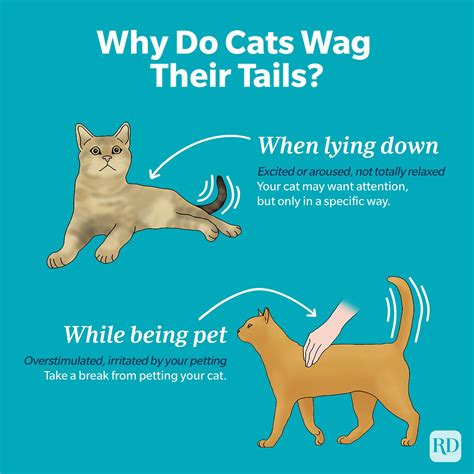 Why Do Cats Wag Their Tails? | What a Cat Wagging Its Tail Means