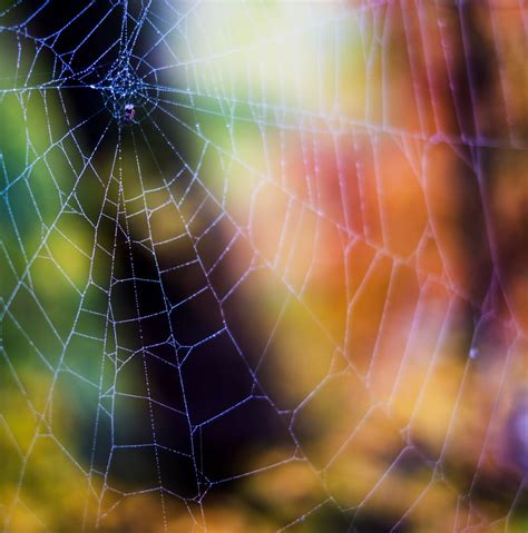 Fall Spider Web Smithsonian Photo Contest Smithsonian Magazine