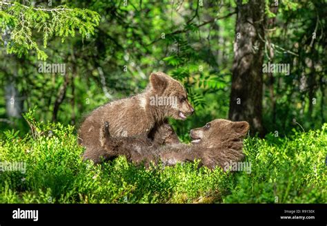 Bear Cubs Fight Funny Hi Res Stock Photography And Images Alamy
