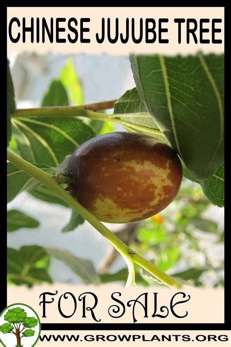 Catalog contains descriptions of jujube cultivars: Chinese jujube tree for sale | Jujube fruit, Fruit trees ...