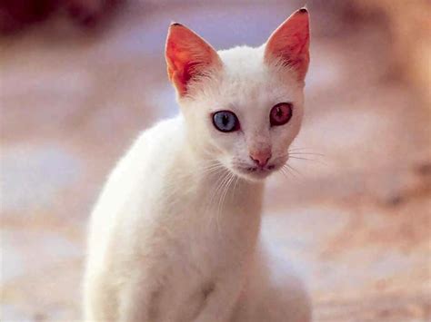 White Cat With Different Colored Eyes Cats Wallpaper