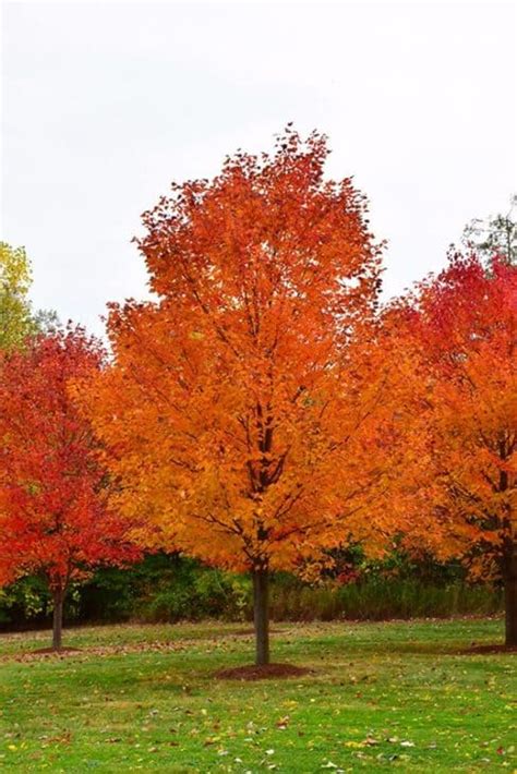 4 Main Types Of Maple Trees In Wisconsin Progardentips