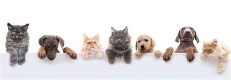 Volunteer with cats and kittens at best friends. Volunteer Program