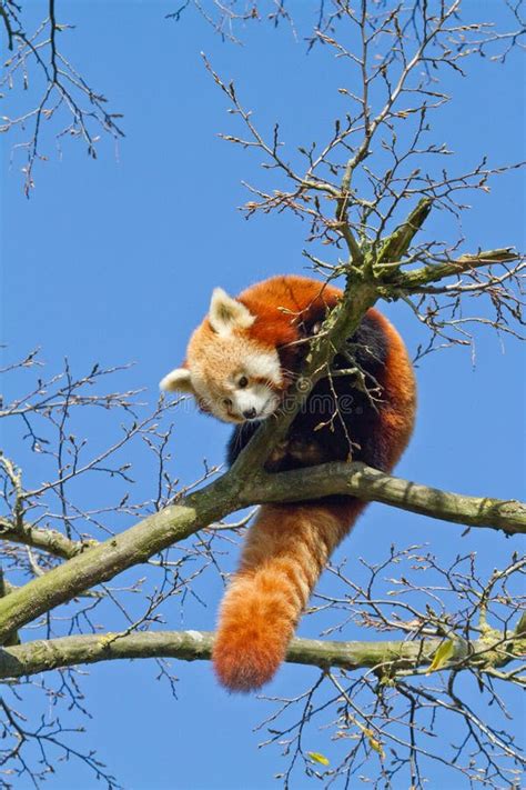 Red Panda Stock Image Image Of Animal Mammal Panda 88515657