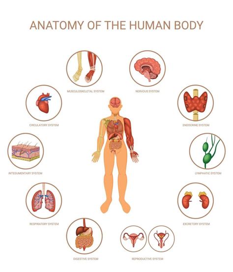 Human Body Organ Systems Colored Concept Vector Art At Vecteezy