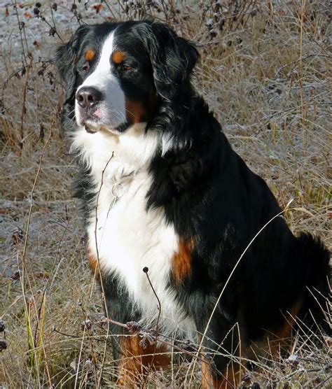 Bernese Mountain Dog Free For Your Computer Nice