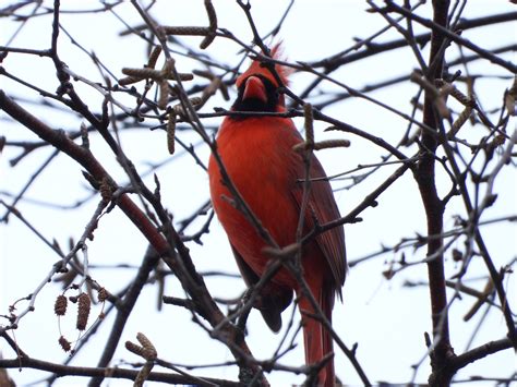 Northern Cardinal Among Branches Image Free Stock Photo Public