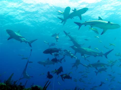Members of this family have a typically robust and streamlined body. pic_0655 | Caribbean Reef Sharks, Goliath Grouper and ...