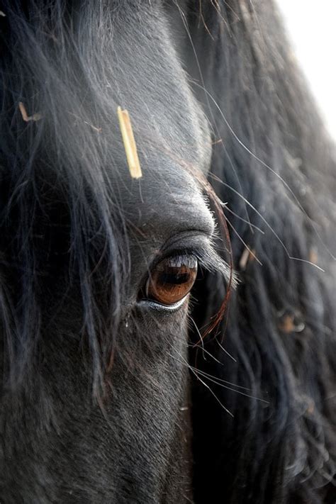 10 Fun Facts About Friesian Horses Forever Horse Crazy