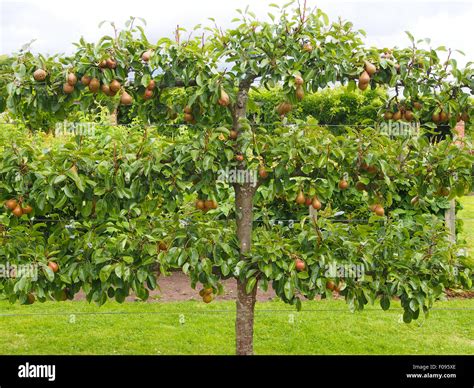 Old Pear Variety Stock Photos & Old Pear Variety Stock 