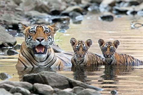 The snow leopard, which is more closely related to the tiger than it is to other leopards, is classified as endangered by the iucn. Bengal tiger cubs and their mom - Photos - Baby animals ...