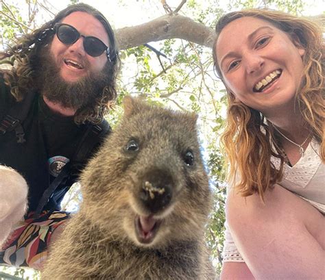 If a mother is being pursued by a predator, she'll sacrifice. Meet Quokka: The Cutest Animal To Take Selfies With ...