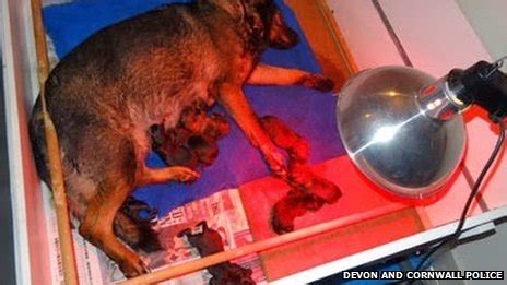 Quickly find the best offers for heat lamp on newsnow classifieds. Devon and Cornwall police dog's litter of eight born - BBC ...