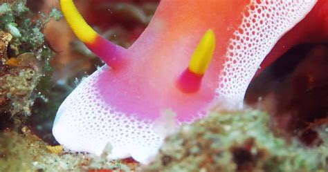 Absurd Creatures The Nudibranch Is Gorgeous So You Should Never Touch
