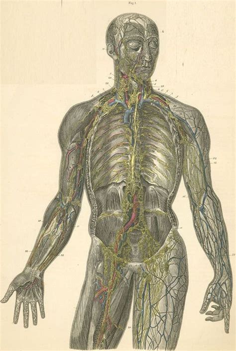 The lymphatic system consists of lymph vessels, lymph nodes, and lymphatic organs such as the spleen. Plate XXII: Lymph vessels of the head, trunk and arm ...