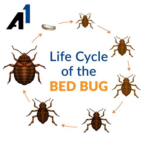 Bed Bug Life Cycle Actual Size Position Bloggers Photogallery