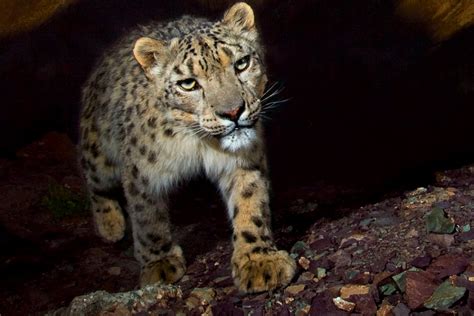 Hundreds Of Snow Leopards Poached Each Year Wwf