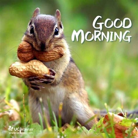 Pin By Tina On ♡ Good Morning 1 Cute Squirrel Animals Animals Beautiful