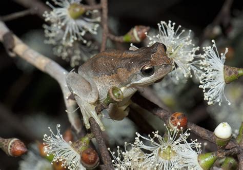 Brown Tree Frog | Swan Bay Environment
