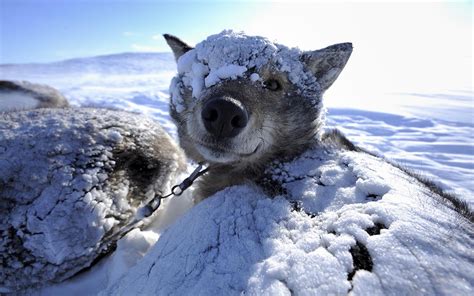Wallpaper Animals Snow Winter Ice Dog Doge Arctic Freezing