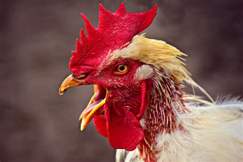 Obat sakit gigi dengan merk ini sudah terbukti ampuh untuk mengobati sakit gigi baik akibat gusi bengkak, gigi berlobang, maupun nyeri sendi. 5 Obat untuk Mengatasi Ayam Ngorok dengan Mudah | Pak Tani ...