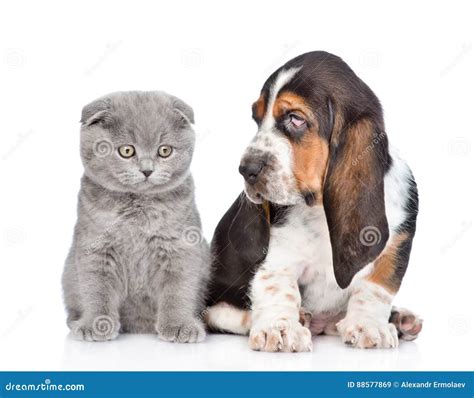 Gray Kitten Sitting With Basset Hound Puppy On White B Stock Image