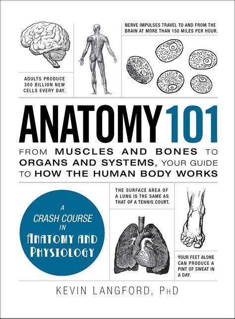 Learn about human anatomy muscles with free interactive flashcards. Anatomy 101 | Book by Kevin Langford | Official Publisher Page | Simon & Schuster