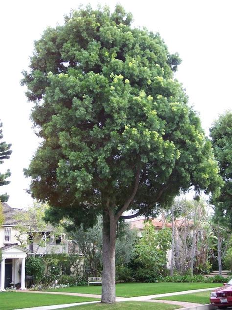 Maybe you would like to learn more about one of these? PlantFiles Pictures: Fern Pine (Podocarpus gracilior), 1 ...