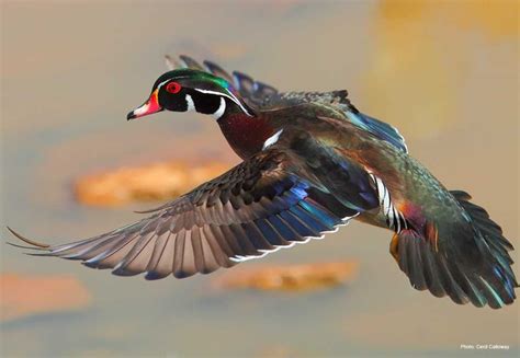 Wood Duck Identification All About Birds Cornell Lab Of Ornithology