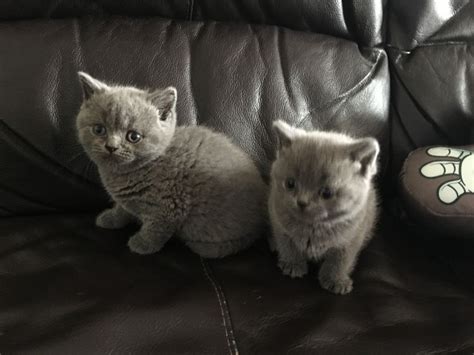 A cute little kitten is the perfect addition to any family and below you will find plenty of kittens. British Shorthair Cats For Sale | Hurricane, UT #194137