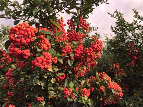 The berries are also popular as a wild picked fruit in eastern canada, for example in newfoundland and labrador and cape breton, where they are locally known as partridgeberries or redberries, and on the mainland of nova scotia, where they are known as foxberries. Victory Pyracantha http://www.bcnursery.com/PYRACANTHA ...