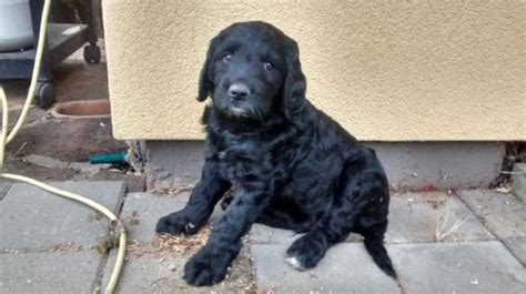 Demonstrates a commitment to ensuring 100% of the puppies produced are akc registered enabling akc to maintain accurate records. Goldador Breeders Washington State