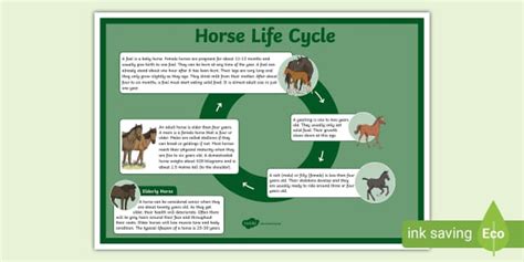 Horse Life Cycle Poster Teacher Made Twinkl