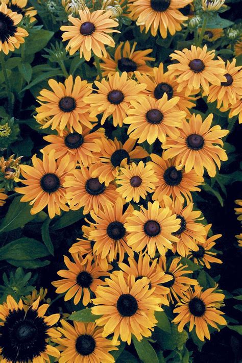 Aesthetic Sunflower Wallpapers - Wallpaper Cave
