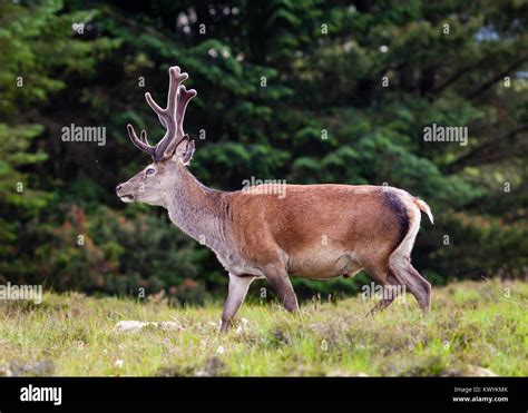 Red Deer Stag A Red Deer Stag In The Scottish Highlands Stock Photo