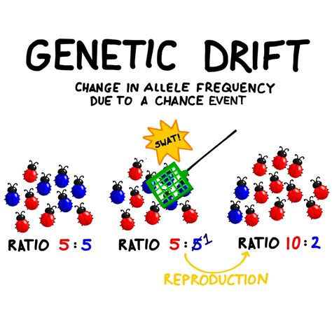 genetic-drift-the-change-in-allele-frequency-within-a-gene-pool-due-to-a-chance-event-genetic