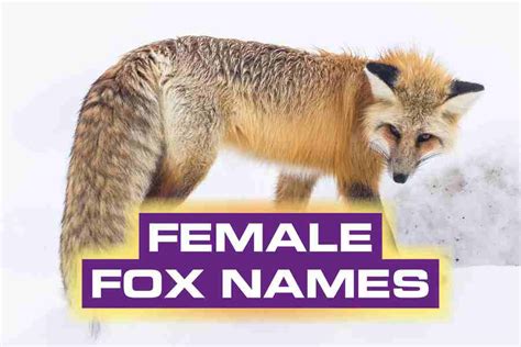 150 Female Fox Names A Guide To Finding The Perfect Name